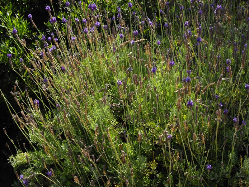 Lavandula x christiana en fleurs dans les zones ensoleillées de Corse, sur substrat volcanique